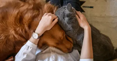BestMoney ad: Affordable Pet Insurance 2026