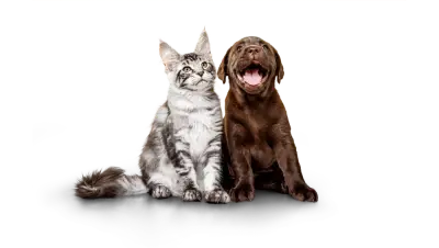 Fetch Pet Insurance ad: Up to 90% of vet bills covered