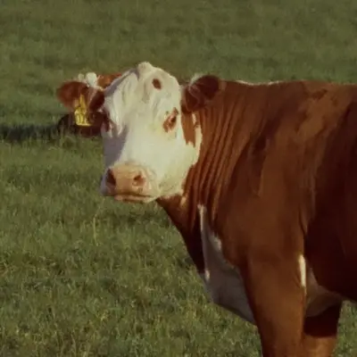 Ambrook ad: Value herd & inventory