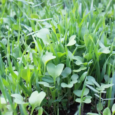 True Leaf, LLC. ad: Cover Crops for Home Gardens & Pro Growers