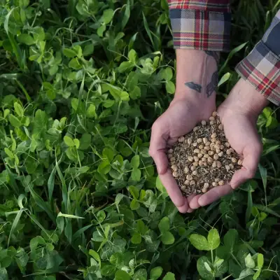 True Leaf, LLC. ad: Trusted Cover Crop Seeds Since 1974